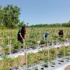 Babinsa Koramil 426-05/PA, Wujudkan Petani Produktif Laksanakan Pendampingan Dan Bantu Petani Budidaya Tanaman Cabe