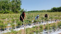 Babinsa Koramil 426-05/PA, Wujudkan Petani Produktif Laksanakan Pendampingan Dan Bantu Petani Budidaya Tanaman Cabe