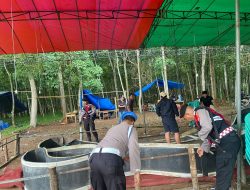 Polres Tulang Bawang Gerebek Dua Lokasi Judi Sabung Ayam di Areal Perkebunan Karet