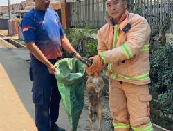 Demi Keselamatan Anak-Anak, Damkar Sribhawono Berhasil Evakuasi Anjing Liar